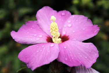 25 Dark Pink ROSE Of SHARON HIBISCUS Syriacus Flower Tree Bush Seeds